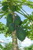 Group of raw papayas photo