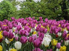 Llamativo grupo de tulipanes rosados y blancos que florecen en un primer plano de primavera con enfoque selectivo foto