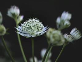 White great masterwort astrantia major florece en verano en un jardín con sombra closeup con enfoque selectivo y espacio de copia foto