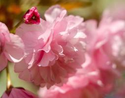 Pink sakura flowers near spring in sunlight photo