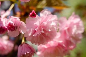 flores de sakura rosa cerca de la primavera en la luz del sol foto