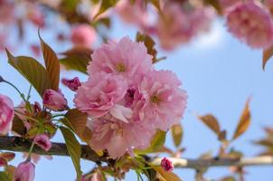 flores de sakura rosa cerca de la primavera en la luz del sol foto