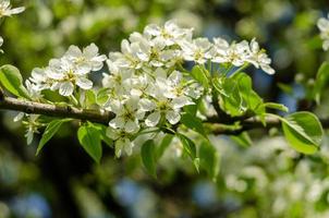Blooming apple tree on a branch in the sunshine in spring photo
