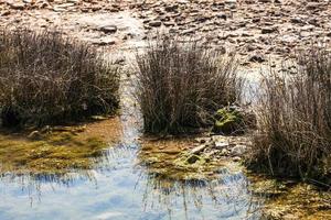 detalles de la costa en la frontera entre italia y eslovenia foto