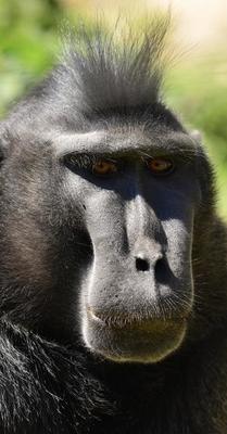 Alpha male Macaque primate 2441793 Stock Photo at Vecteezy Alpha male Macaque primate 2441793 Stock Photo at Vecteezy