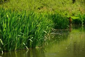 Iris y juncos junto al agua en primavera foto