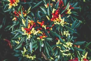 colorful ornamental peppers photo