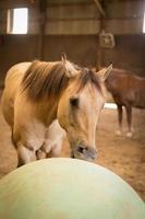 pequeño caballo bronceado foto