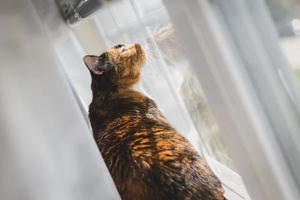 black and brown cat photo