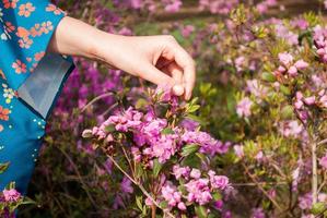 Female hand touching blooming pink flowers photo