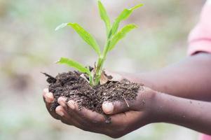 grass planted in hands photo