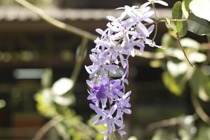 Orchids in garden photo
