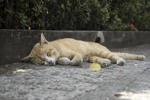 cat sleeping on footpath photo