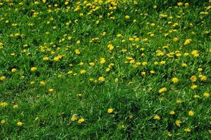 Yellow dandelions grow on green grass during the day photo