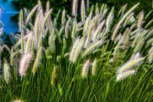 Close up of Setaria Italica at Lago di Caldaro in Bolzano, Italy photo