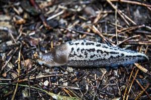 Shell-less snail on the forest photo