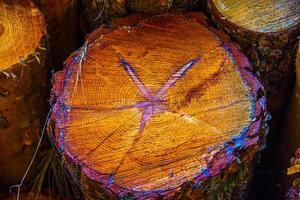 Trunk of a pine photo