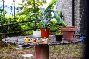 Table with succulents photo