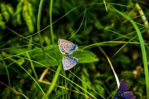 mariposas en la hierba