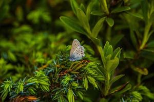 mariposa en la hierba foto