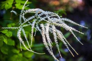 Aruncus Dioicus flower photo