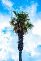 Palm tree, sky and clouds photo