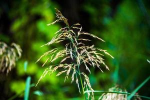 Bromopsis Inermis at Lake Caldaro in Bolzano Italy photo