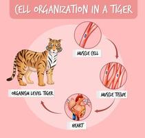 diagrama que muestra la organización celular en un tigre vector