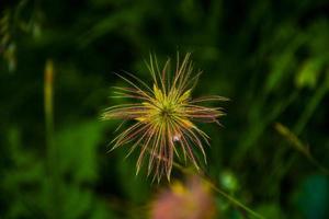 flor de genum montanum