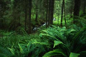 bosque de la naturaleza de los Cárpatos en colinas verdes en las montañas de verano foto