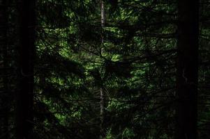 Carpathian nature Forest on green hills in summer mountains photo