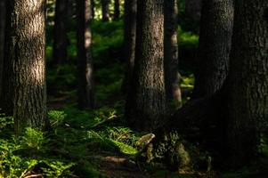 bosque de la naturaleza de los Cárpatos en colinas verdes en las montañas de verano
