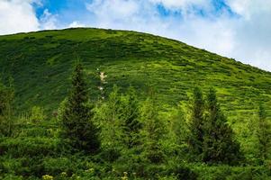 Carpathian Mountains  Panorama of green hills in summer mountain photo