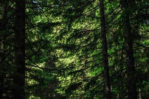 bosque de la naturaleza de los Cárpatos en colinas verdes en las montañas de verano foto