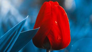 Tulip closeup with red petals on blurred background photo