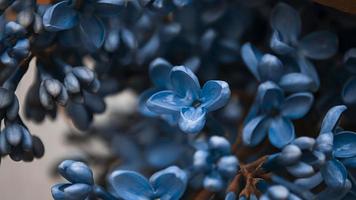 Lilac flowers as a background photo