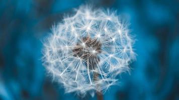 One fluffy white dandelion on blue background with bokeh