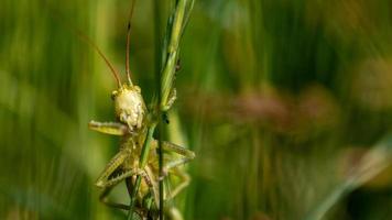 Large green grasshopper in macro photo