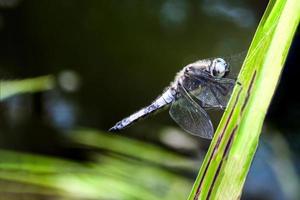 Libélula blanca sobre hojas de hierba en macro foto