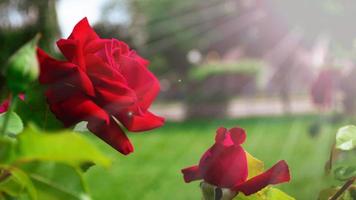 Wild beautiful red rose closeup photo