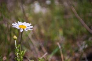 Macro photo of small chamomile flower with white petals