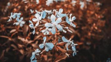 White flower weed Growing beam with other flowers photo