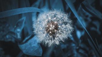 One fluffy white dandelion on background from grass photo