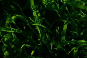 Abstract background of green grass with bokeh photo