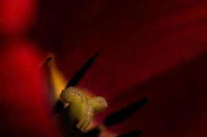 Pétalo rojo de tulipán en macro con gotas de agua foto