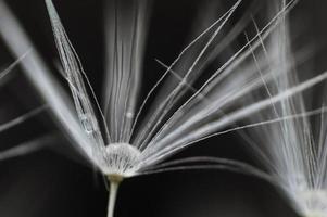 Fluff of dandelion with drop of water in center photo