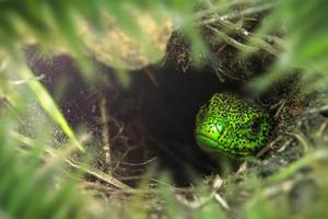 Cara de lagarto verde con ojo en macro foto