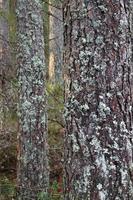Forest pine tree trunks covered with lichen photo
