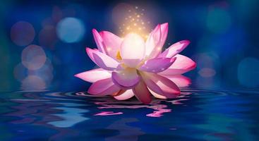 Pink lotus floating photo