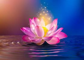 Pink lotus floating photo